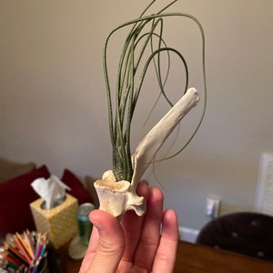 Alicia added a photo of their purchase