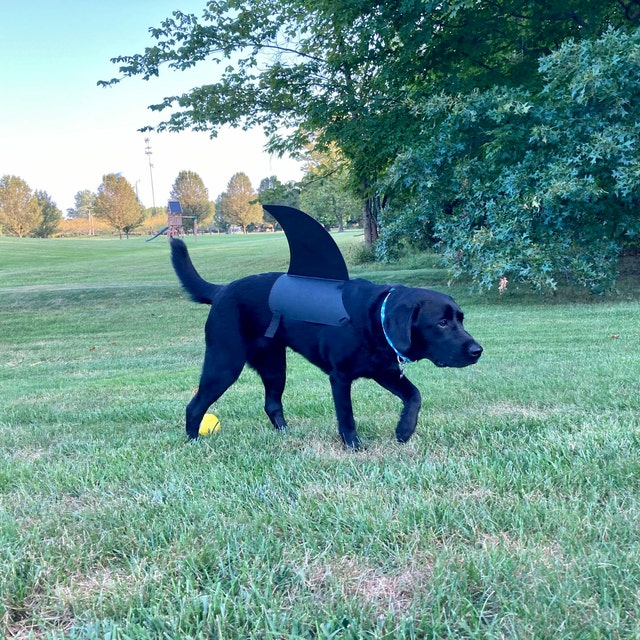 Shark Fins For Dogs. Dog Shark Fins. Shark Dog by LABRASHARK