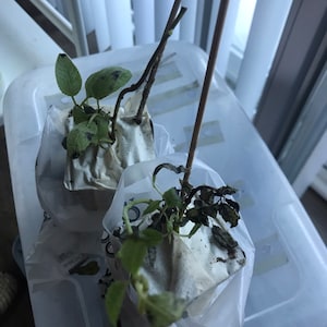 Clorissa ha añadido una foto de su compra