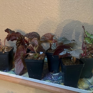Kelly added a photo of their purchase