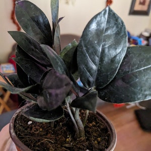 Cristina added a photo of their purchase