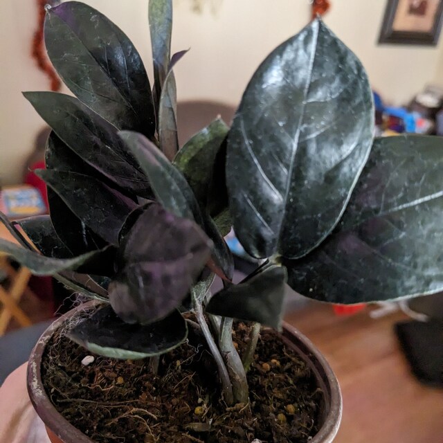 ZZ Black Queen - Easy Plant- Low Light Plant-zamioculcas Zamiifolia - Live  Plant in 4 Pot - Etsy