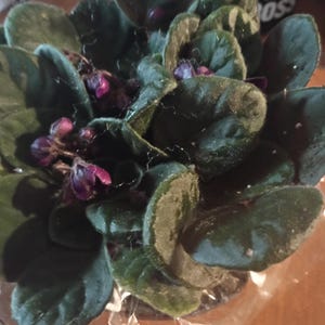Lois さんが購入した商品の写真を追加しました