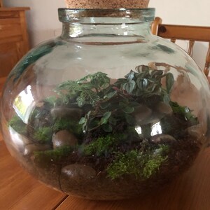 Large Glass Domed Terrarium With Living House Plants, Moss, Cork Lid ...