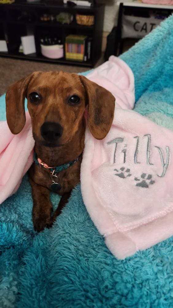 Personalized Soft Blanket for Pet | Blanket with Dogs Name | Blanket with Cats Name Custom Embroidered Blanket for Dog, Cat, with Paw Prints