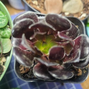 Dana added a photo of their purchase