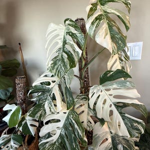 Lacey added a photo of their purchase