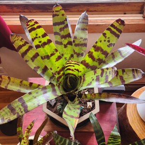 ブロメリア・エアープランツ Neoregelia Cat Pajamas Bromeliad Neoregelia Cats Pajamas - Etsy