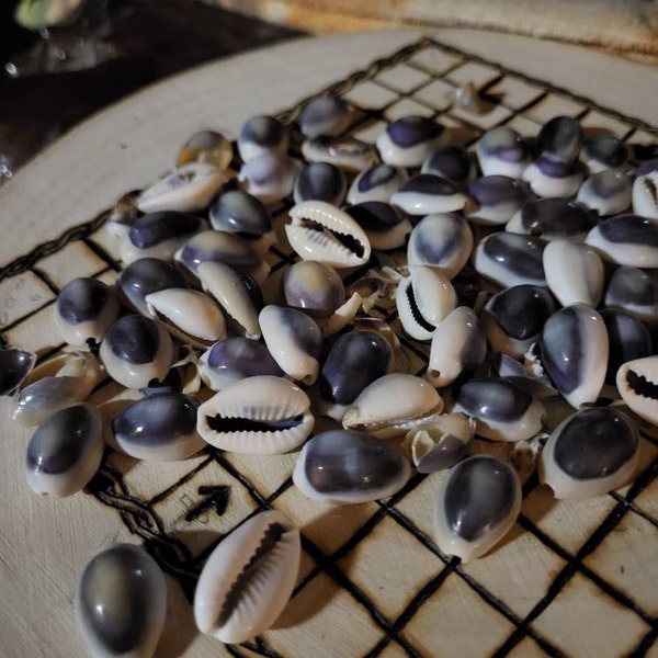 Purple Top Cowrie Seashells Cypraea Annulus (approx. Half Cup 45 ...