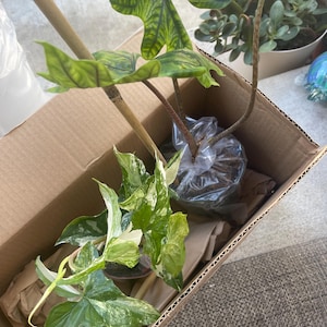 Joni ha añadido una foto de su compra