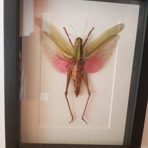 gascha added a photo of their purchase