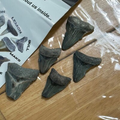 Broken Megalodon Shark Teeth Fossil - Etsy