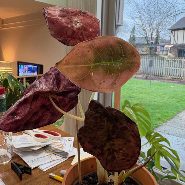 Alocasia Azlanii Red Mambo 4” Pot **(ALL Plants Require You to