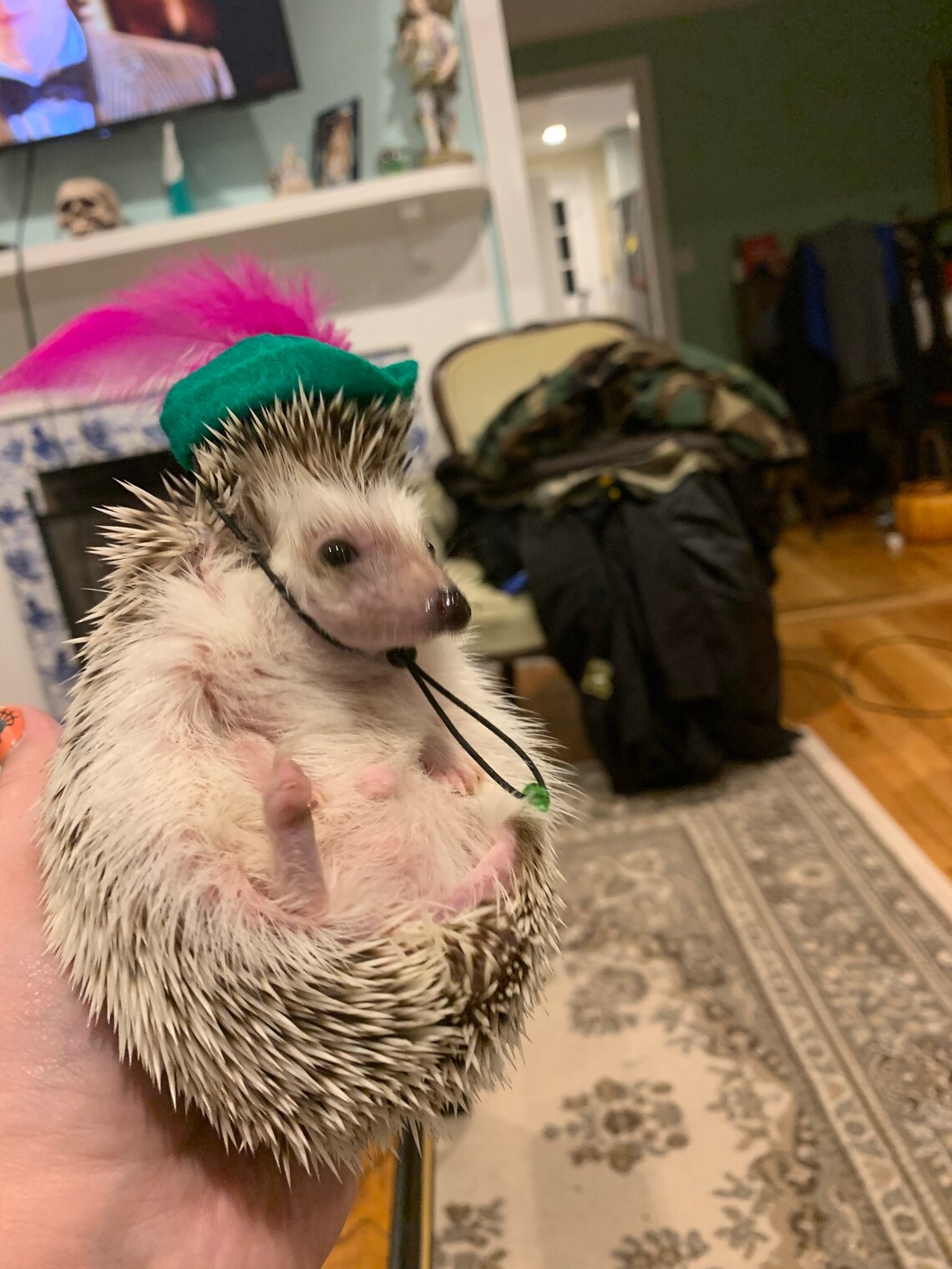 Customer photo of a pet with the Robin Hood Hat small pet Cat Dog Hedgehog Vodue