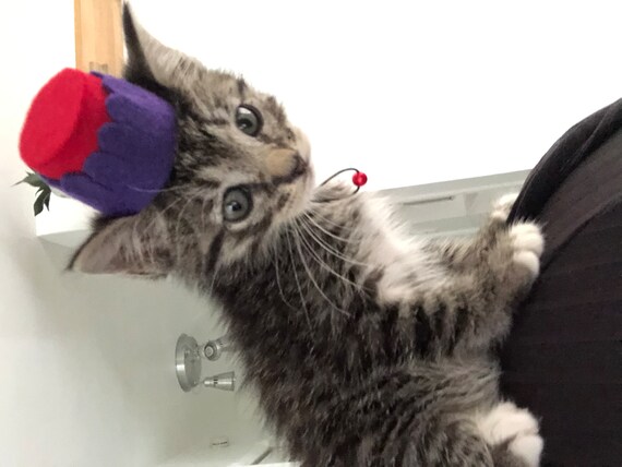 Customer photo of a pet with the Fez Hat mini small pet Cat Dog Hedgehog Vogue