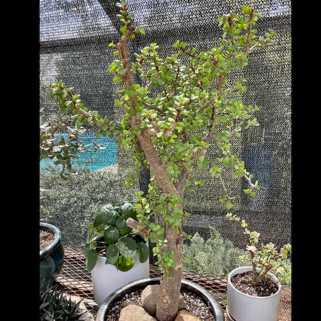 Elephant Bush Bonsai Tree - Portulacaria Afra (5 Gal. Pot) Drought Tolerant  - Etsy Canada
