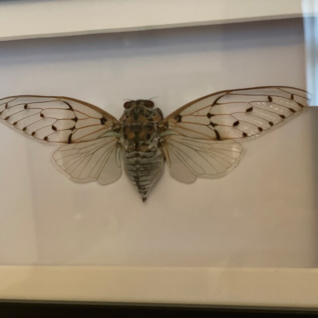 幽霊蝉 (Ayuthia spectabilis) の本物の昆虫の標本。額装された
