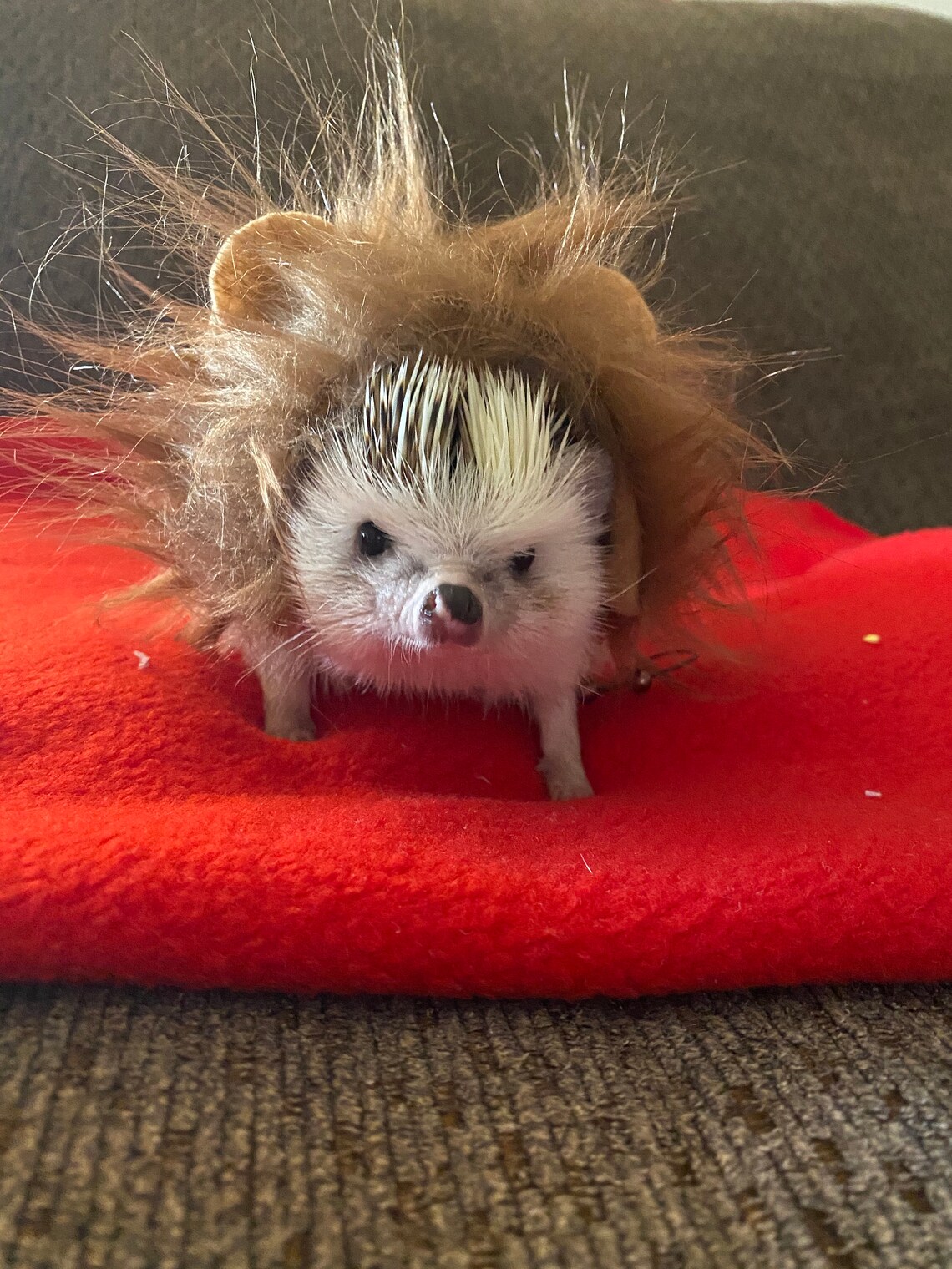 Customer photo of a pet with the Lion dark mane halloween costume for small pet