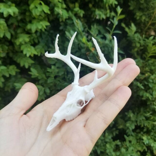 3Dプリントされたミニ鹿の頭蓋骨 - Etsy 日本
