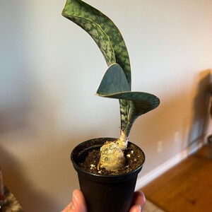 Claude a ajouté une photo de son achat