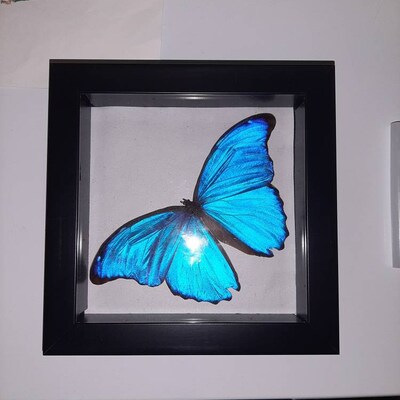 Butterfly Papilio aristeus white matt black frame 16.5x16.5cm - Bits and Bugs