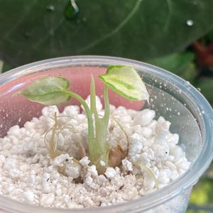 Alocasia Cuprea Red Secret Starter Plant 2in: Perfect Indoor Greenery