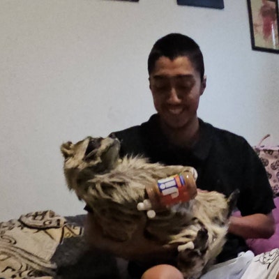 Big Cane Toad Purse Shoulder Bag - Etsy