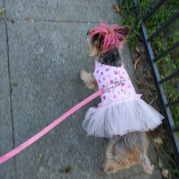 Kuh Eiscreme Halter Mit Snackschublade - Edelstahl Eisbecher Halter 9x10cm