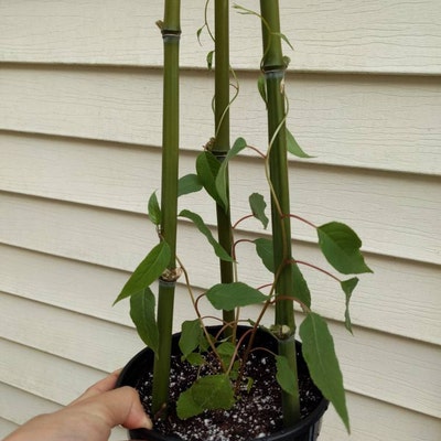 Prolific Kiwi Tree Hardy Kiwi Prolific Plant 4-6 Inches Starter Live ...