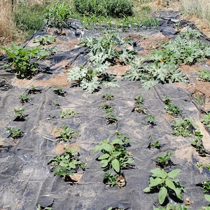 kashi added a photo of their purchase