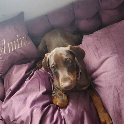 Dog Bed, Large Dog Bed, Extra Large Dog Bed, Velvet Dog Bed, Custom Dog