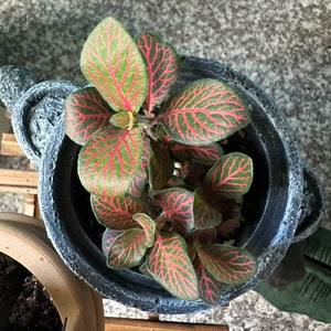 Comprador de Etsy ha añadido una foto de su compra