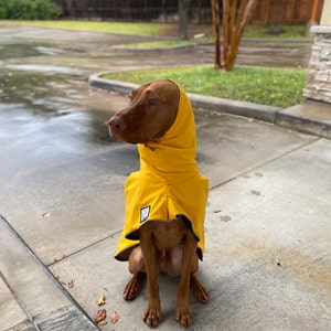 pitbull raincoat