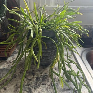 Mary added a photo of their purchase