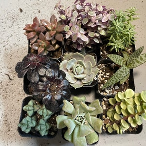 Bekah added a photo of their purchase