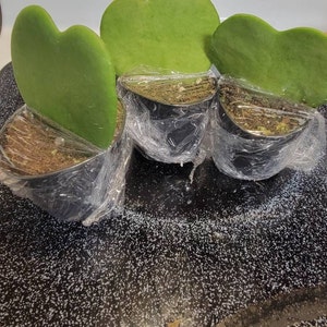 Mercedes added a photo of their purchase