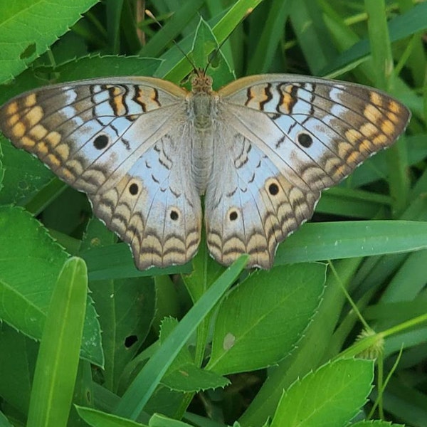 Adams Time Chart, Instant JPG Digital Download Page, Biblical Timeline