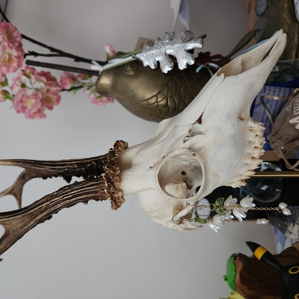 REAL Jackalope Taxidermy Mount: Rabbit Head With Horns for Alternative ...