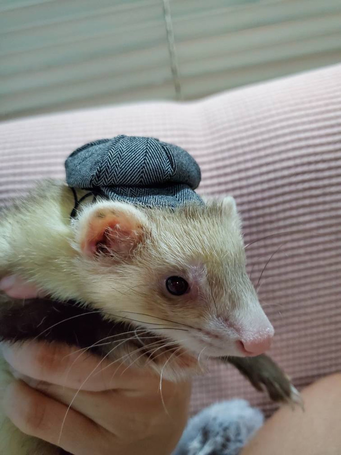 Customer photo of a pet with the Newspaper Boy Hat  for small pet Hedgehog Vogue