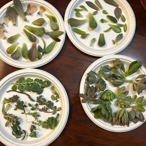 Leola added a photo of their purchase