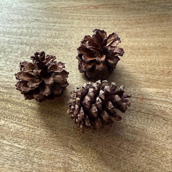 TINY BUTTON Top SNAIL Shells, Miniature Snail Shells, Black Pearl ...