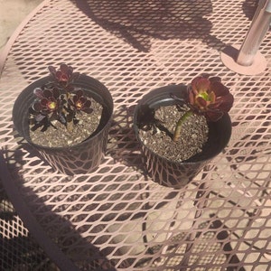 Tristan added a photo of their purchase