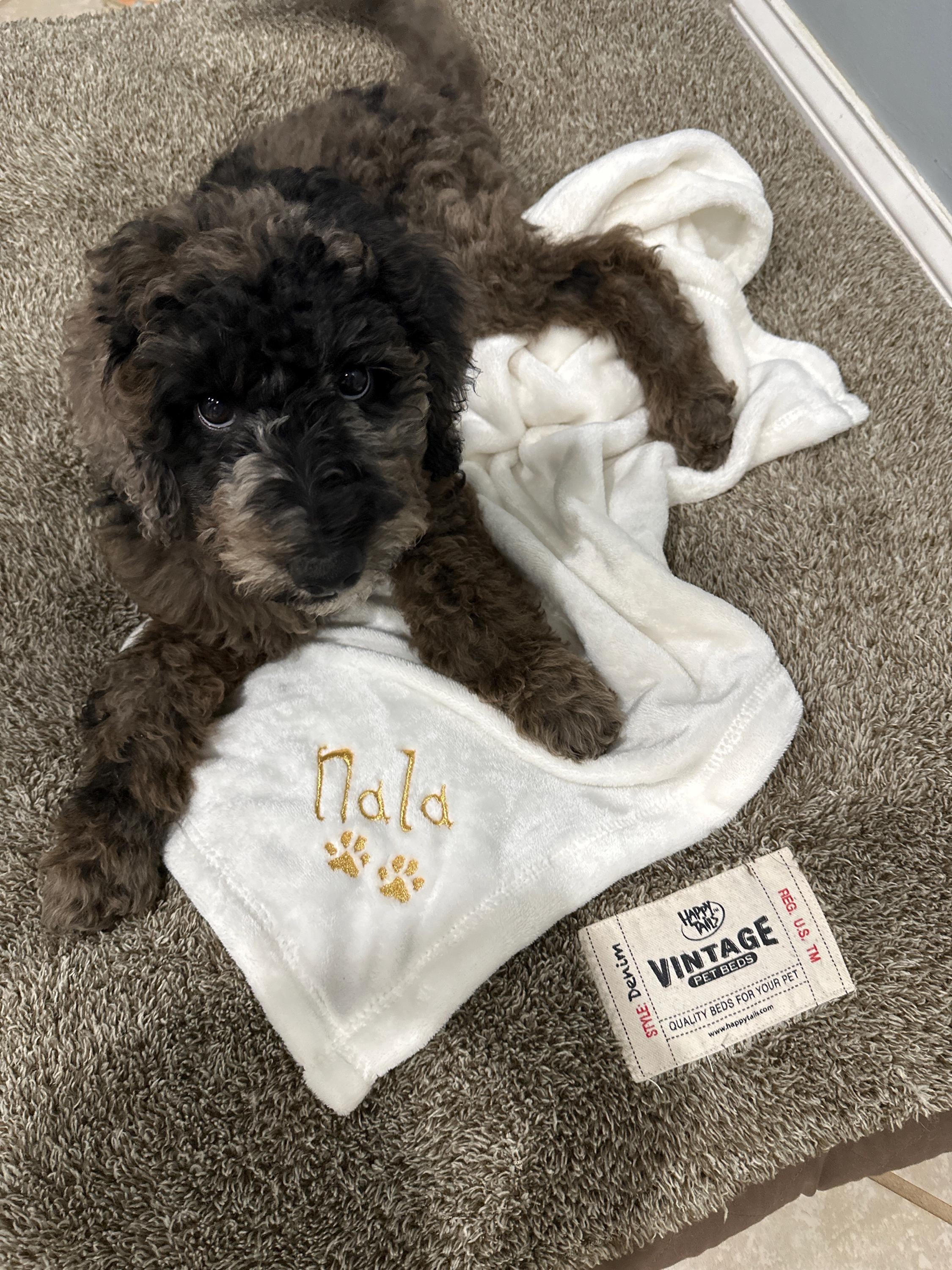 Personalized Soft Blanket for Pet | Blanket with Dogs Name | Blanket with Cats Name Custom Embroidered Blanket for Dog, Cat, with Paw Prints