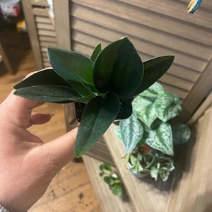 Holly added a photo of their purchase