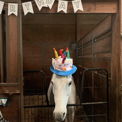 Birthday Hat for Horse or Pony With Candles Soft Equine - Etsy