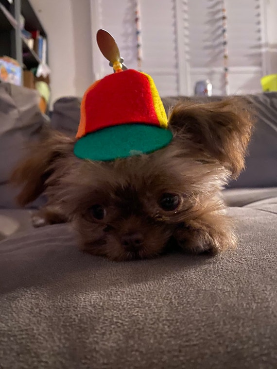 Customer photo of a pet with the Beanie Hat / Propeller Helicopter hat for Cat