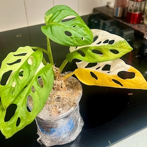 Tina added a photo of their purchase