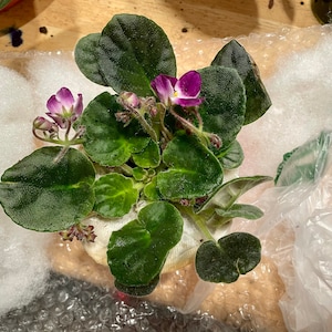 Meg added a photo of their purchase