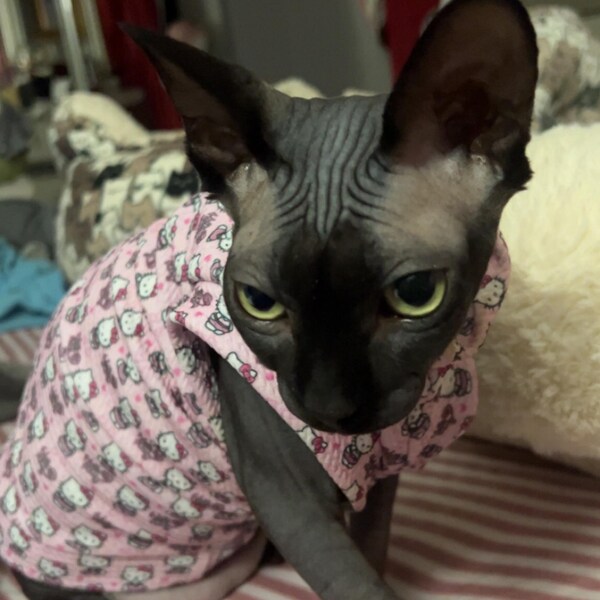 Sphynx Cat Clothes, Hailess Cat Shit, Soft Stetchy Sweate