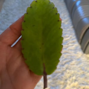 Niazsha ha añadido una foto de su compra